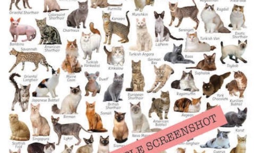 甲亢病人吃猕猴桃好吗网 :分享甲亢能吃水蜜桃吗-甲亢人能吃猕猴果知识